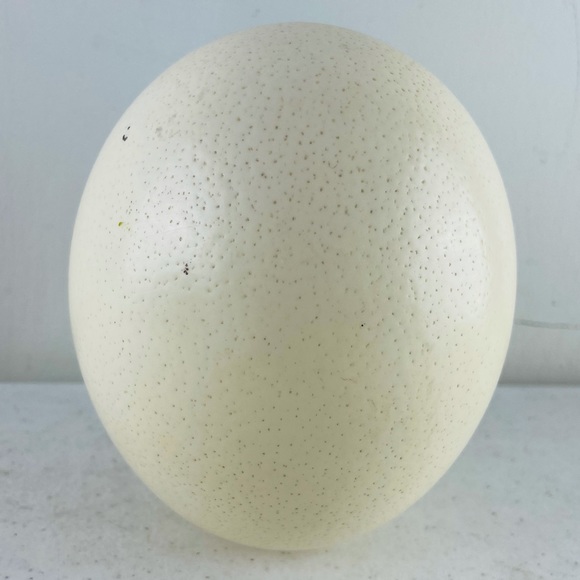 Vintage Hand-Painted Ostrich Egg - Picture 7 of 11